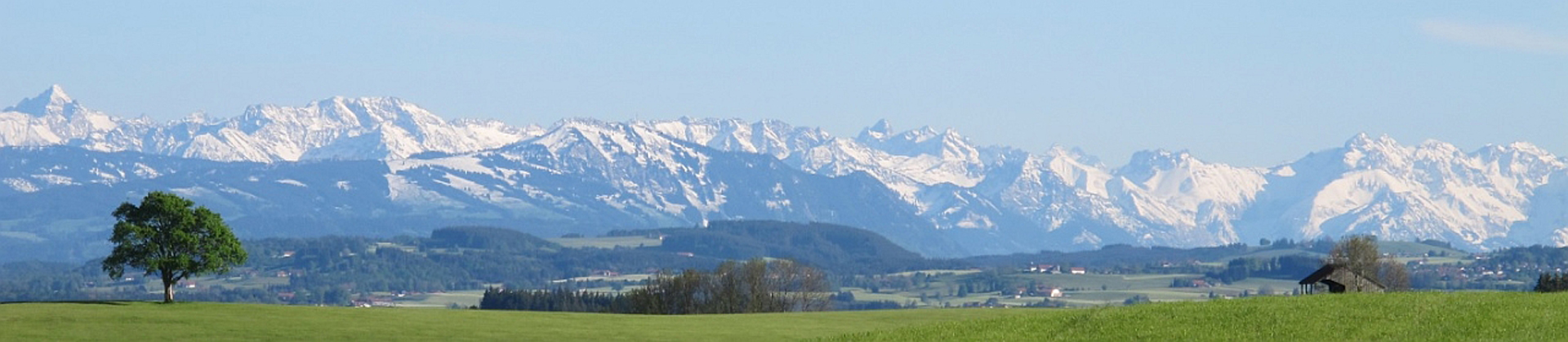 Baum bei Kornhofen